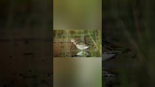 Blacktailed Godwit [upl. by Sim399]