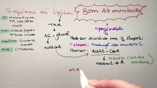 Metabolismo dos lipídeos Jejum e Bem alimentado  Bioquímica [upl. by Muhcon]