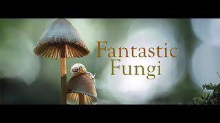 Niezwykły Świat Grzybów Fantastic Fungi Lektor PL [upl. by Eelyahs683]