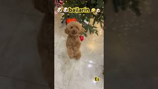 🤣🐶🐶perritos bailarín ven paca 🐶🤣riquitiquitiqui🐶👈 [upl. by Ecirual]