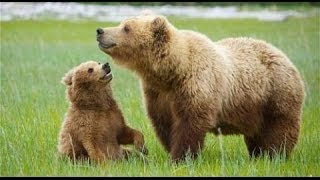 Unedited Footage of A Bear Explained Video amp Website [upl. by Raddy]