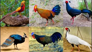 All Breed Pheasant Farm jungle fowl Murgi Dekhne Tater Sound Chand Chakor Chiks Hsn Entertainment [upl. by Corb]