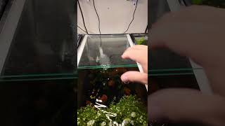 DIY aquarium lid aquarium fishtank diy aquariumhobby aquariumfish [upl. by Nwahsauq66]