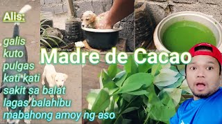 PAANO MAALIS LAHAT NG SAKIT SA BALAT  MADRE DE CACAO eskatvbuhayprobinsya [upl. by Gottuard]