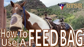 How To Use A Feedbag BTSR Horseback Trek Cavalcade [upl. by Aldredge]