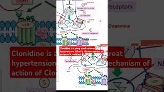 Clonidine is a drug used to treat hypertension What is the mechanism of action of Clonidine [upl. by Sined]