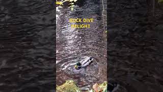 Cute duck dive at Rivelin park in Sheffield 🦆✨ shorts feedshorts rivelinpark sheffield duck [upl. by Znerol324]