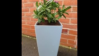 Lechuza Self Watering Planter Review [upl. by Llednol]