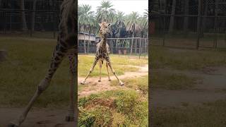 Hyderabad zoo park hyderabad india animals shorts [upl. by Hoyt598]