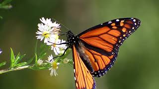 Monarch Butterfly Danaus Plexippus  Slow Motion Observations [upl. by Anilatak]