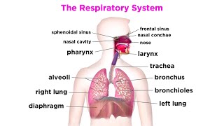 The Respiratory System [upl. by Assinna102]