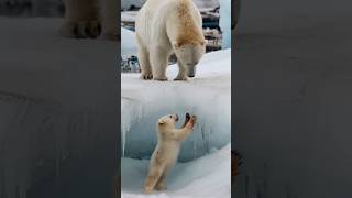 A story about a polar bear cub in distress [upl. by Silbahc]