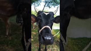 Best cow for dairy farmingcow video cow videocow animals dairyfarmlife dairyfarming shorts [upl. by Alyahc]