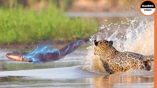 Can A Jaguar Survive 860 Volt Electric Eel Shock [upl. by Lupe]