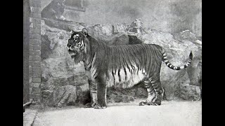 Son Anadolu Kaplanı  Hazar Kaplanı  Caspian Tiger Turan Tiger [upl. by Ecnarret]