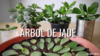 Cómo REPRODUCIR con éxito la suculenta ÁRBOL DE JADE 3 métodos  en20metros [upl. by Sauveur]