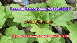 Tanaman Terong Dalam Pot Usia 30HST  Tips Perawatan [upl. by Yolane]