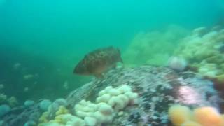 St Abbs Scotland a very fishy dive [upl. by Charbonneau552]