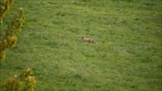 Renard en train de muloter la Pierre folle Mouterre sur Blourde Poitou Charentes vidéo [upl. by Haorbed]