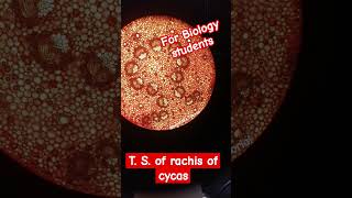 Transverse section of the rachis of Cycas biology laboratory slide [upl. by Matthias]