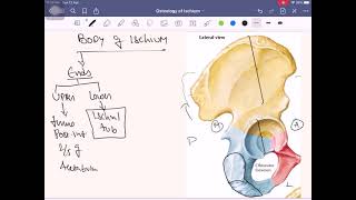 Anatomy of Lower Limb Part 1  Osteology of Hip Bone Ischium [upl. by Aelyk]