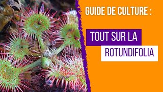 Guide complet de culture des Drosera rotundifolia  Pour des Plantes Carnivores en Pleine Santé [upl. by Ettener845]