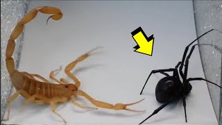 EL PODER DEL ESCORPIÓN contra una araña ciempiés cangrejo avispón  LA LEY DEL MAS FUERTE [upl. by Waldo893]