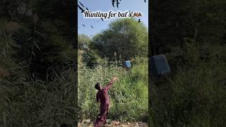 Hunting for bats 🦇animals huntting shorts youtubeshorts viralvideo [upl. by Ees]