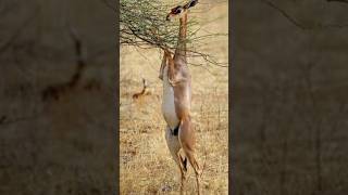 about gerenuk a type of antelope antelopes gerenuk shorts [upl. by Ishii82]