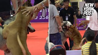 Pit bull viciously attacks another dog at pet show  New York Post [upl. by Chad]