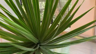 Dracaena arborea  Propagation General Care Guide Sunlight Watering [upl. by Irahk]