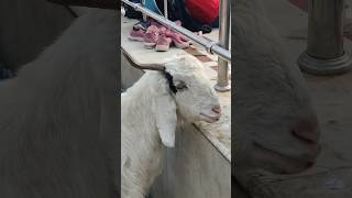 Pahari goat so big ❤️viral [upl. by Vastah]