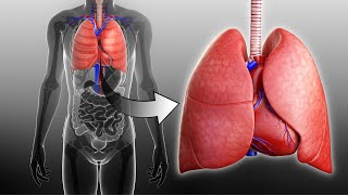 Respiratory and Circulatory Systems Working Together I Grade 9  Q1 l PART 3 [upl. by Berton335]