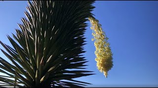 Yucca filifera Izote [upl. by Aigroeg]