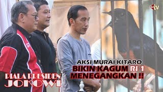 Presiden JOKOWI Kagum Liat KITARO Juara 1 Murai BnR [upl. by Groot]