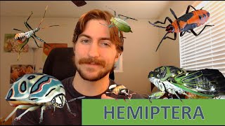 Hemiptera The True Bugs  Order Spotlight [upl. by Atikahs]