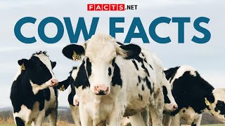 Cow Facts Beyond Your Milk Carton [upl. by Ennaul]