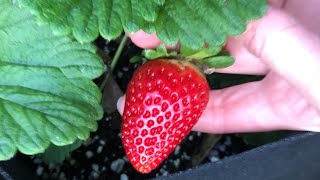 Strawberry Variety Review Alpine Mara Des Bois Sequoia Sweet Charlie Sensation Wild Woodland [upl. by Ardra719]