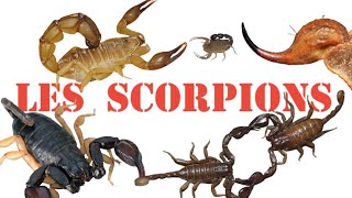 Les Scorpions FichExpress 25 [upl. by Hobbs493]