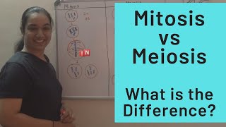 Mitosis vs Meiosis – What is the Difference [upl. by Rednave600]