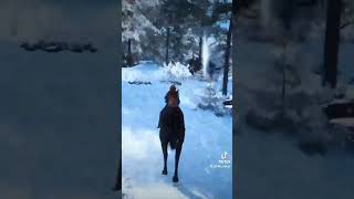 OSTWIND im SCHNEE ostwind horsegame zaaap shorts [upl. by Leahcimdivad777]