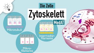 Zytoskelett  Aufbau amp Funktion  MedAT  Biologie [upl. by Alessig]