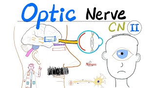 Optic Nerve amp Visual Pathway  Cranial Nerve 2 CN II  Neuroanatomy Series [upl. by Aralc]