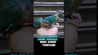 Blue Yellow Sided Conure [upl. by Hairom628]