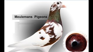 Meulemans Racing Pigeons [upl. by Schaefer]