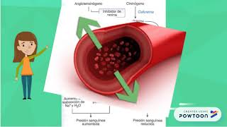 CAPTOPRIL [upl. by Foulk]