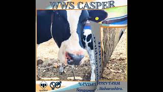 ❤️ quotWWS Casper Superior Genetics for Calves with Unrivaled Beauty and Qualityquot ❤️ [upl. by Vaenfila578]