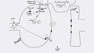 Glutamatergic Synapse [upl. by Darleen903]