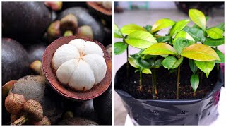 How To Grow Seed Mangosteen  Cara Semai Biji Buah Manggis [upl. by Ynaffik110]