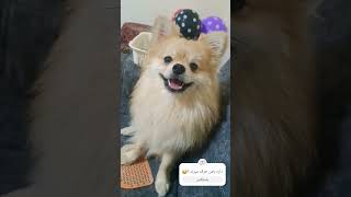 داره بامن حرف میزنه 😸😸 poms dog shortsvideo pom pomernian puppy pomes pets pomerani love [upl. by Atinnor118]